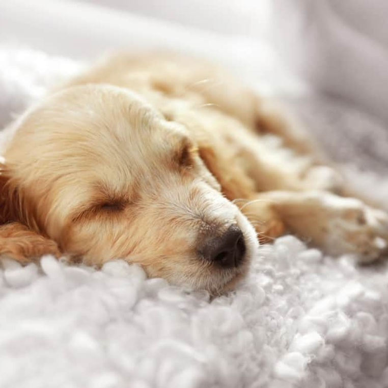 Co-Sleeping with Pets: The New Rules of Bed Sharing