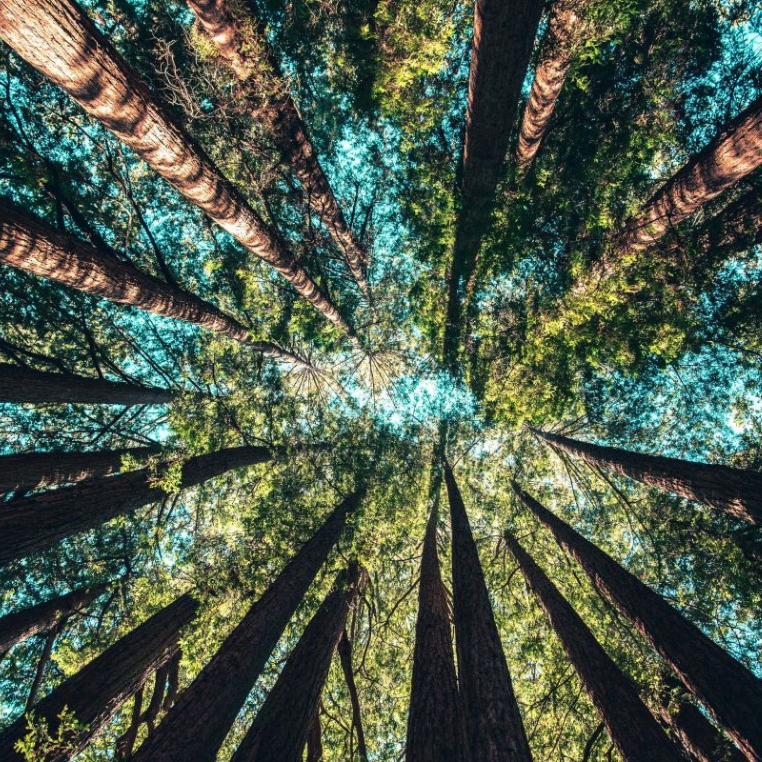 Forest Bathing