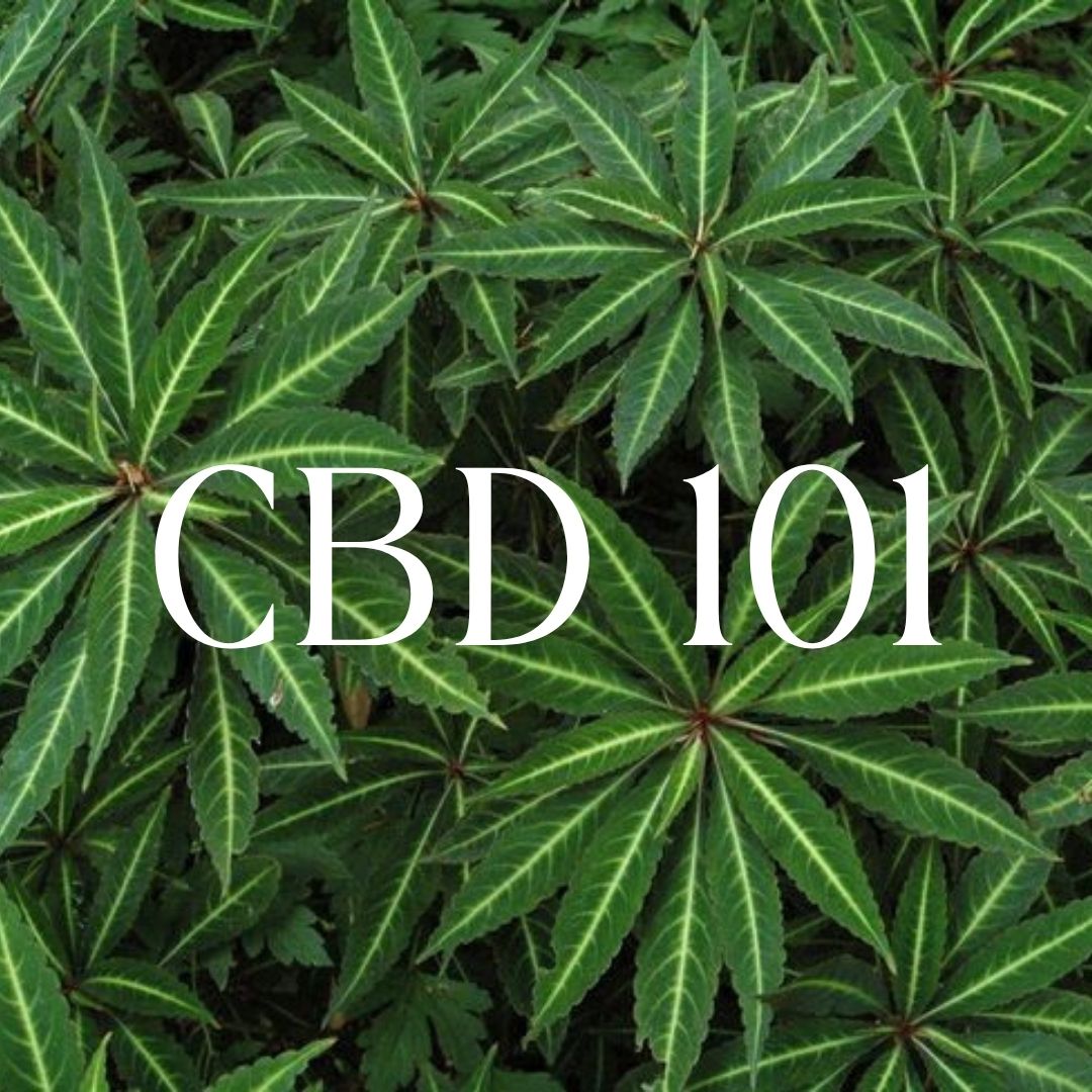 CBD 101: A simple guide to understanding CBD