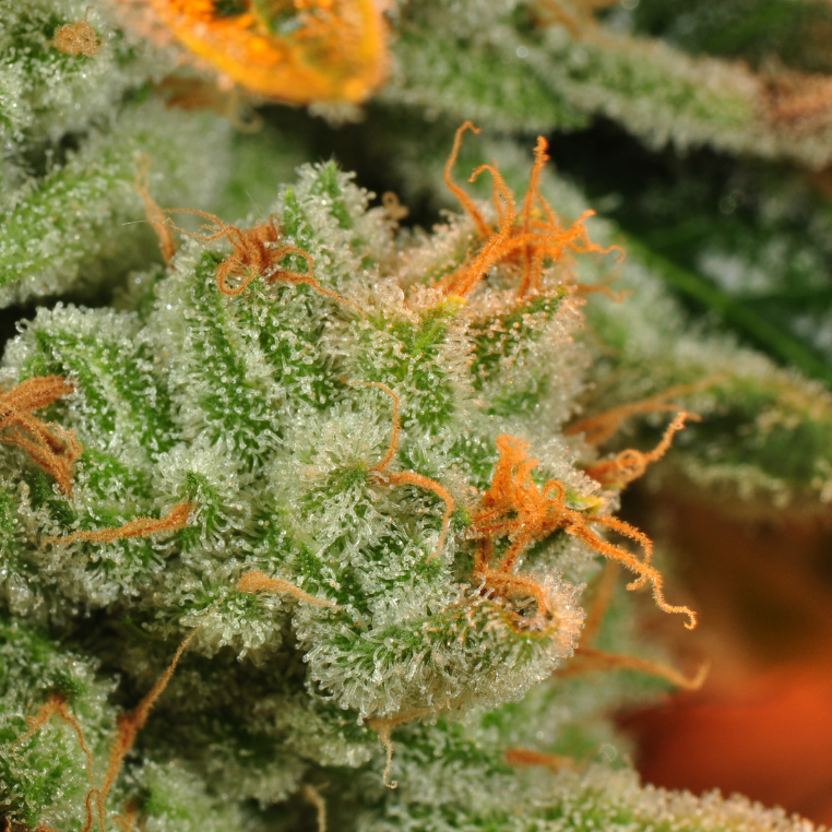 Terpenes…and why you need them